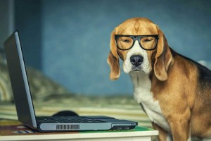 Dog At Laptop